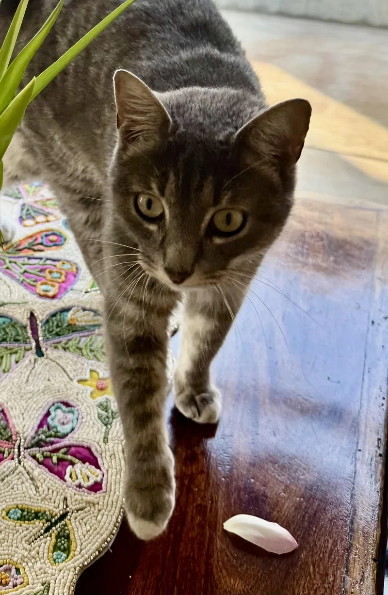 Shangri La thumbnail 4