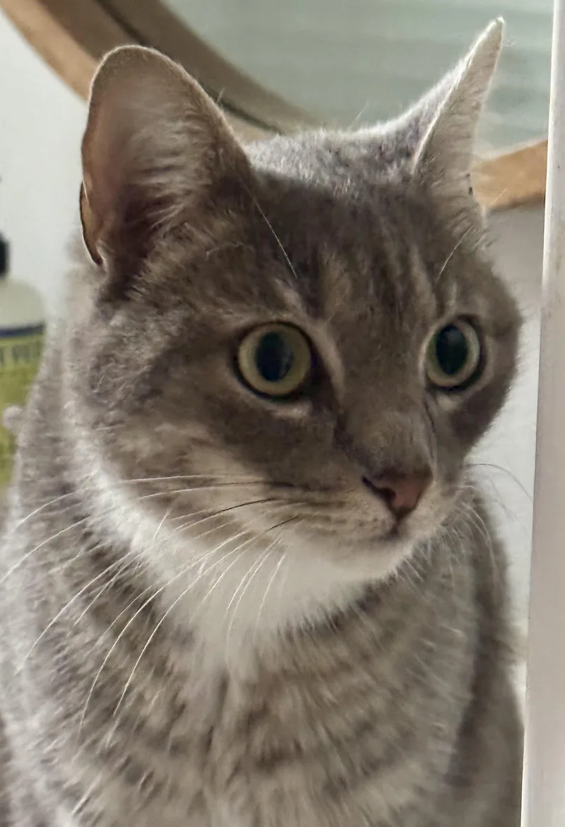 An adult small-sized female Tabby (Gray / Blue / Silver) Domestic Short Hair cat named Shangri La for adoption in San Juan Capistrano, CA