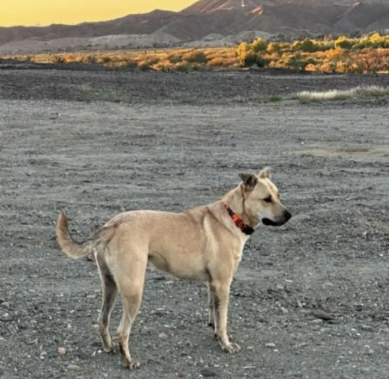An adult large-sized male Apricot / Beige Mixed Breed dog named Frankie for adoption in Olympia, WA