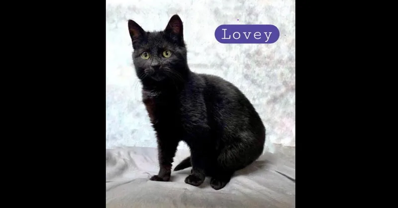 A baby small-sized female Black Domestic Short Hair cat named Lovey for adoption in Chalfont, PA