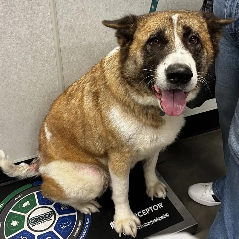 An adult extra large-sized male Brown / Chocolate Akita dog named Theo for adoption in Tampa, FL