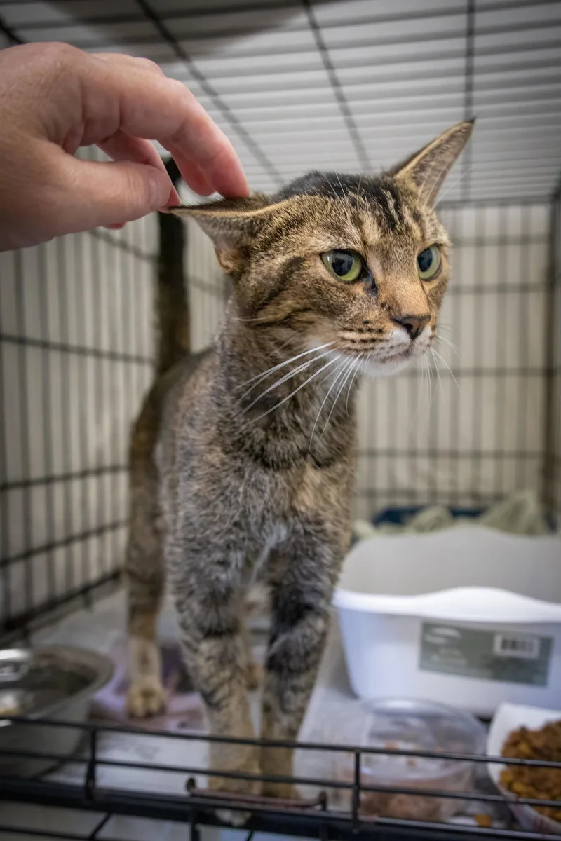An adult medium-sized female Tabby cat named Tabbioca for adoption in Greenville, DE