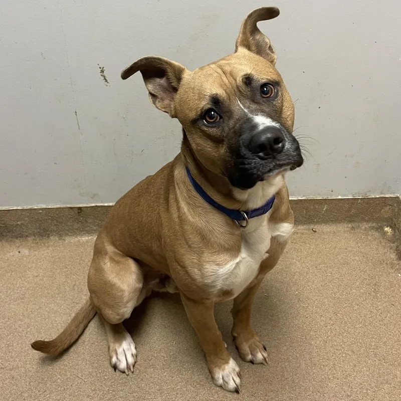 An adult large-sized male Yellow / Tan / Blond / Fawn Mixed Breed dog named Brownie for adoption in Chattanooga, TN