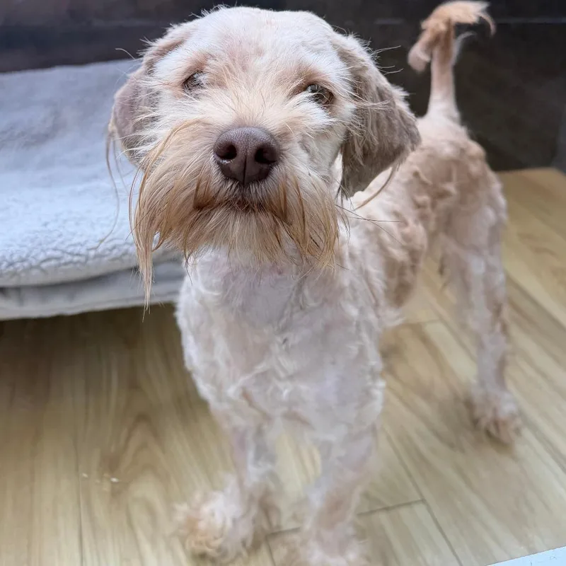An adult small-sized male White / Cream Cockapoo dog named Scrappy for adoption in Philadelphia, PA