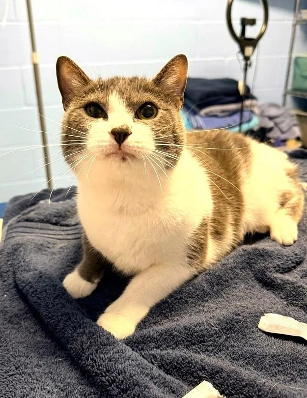 An adult medium-sized female White Domestic Short Hair cat named Sassy for adoption in Pegram, TN