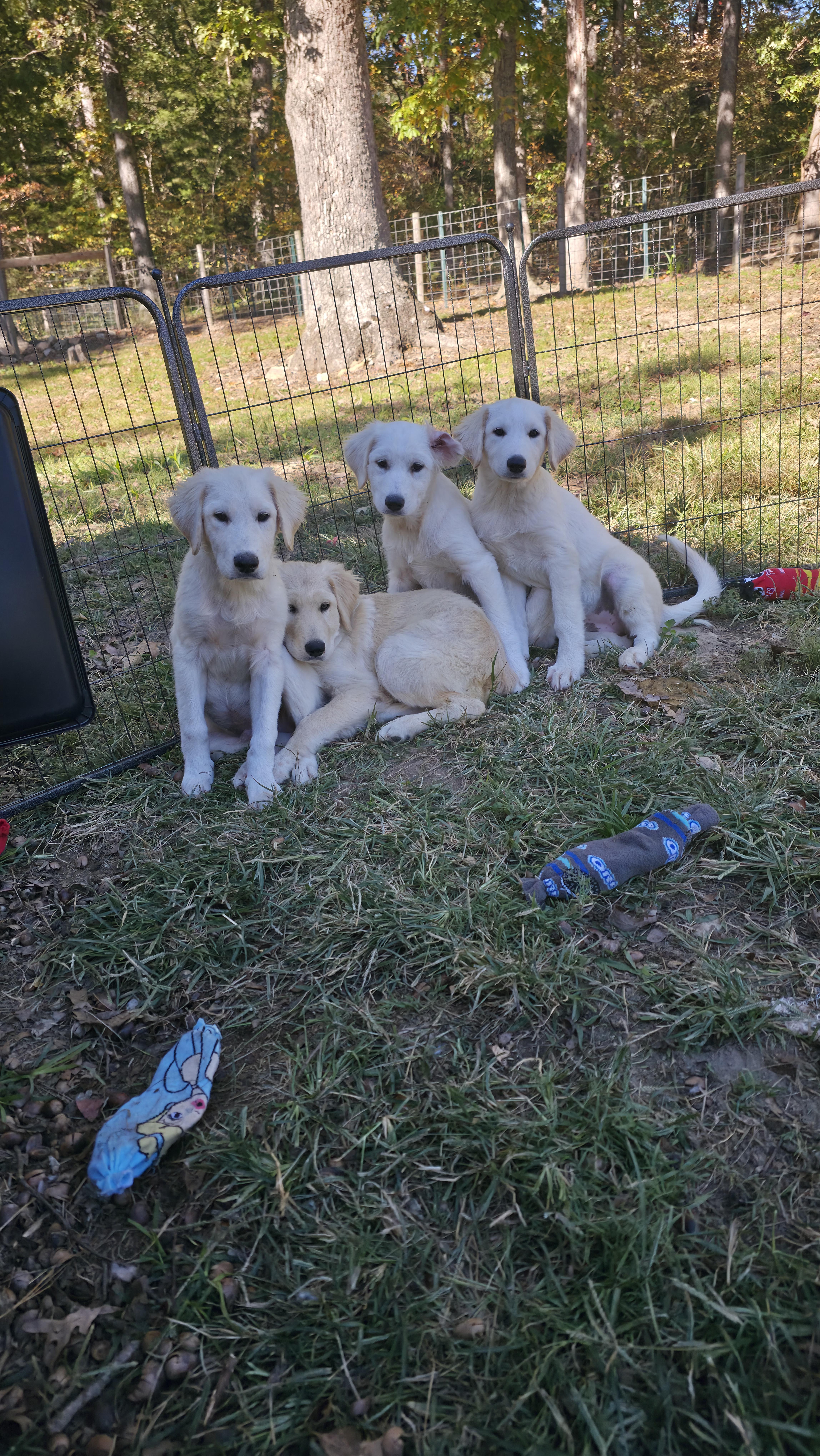 A baby large-sized male Great Pyrenees dog named Puppies for adoption in Dittmer, MO