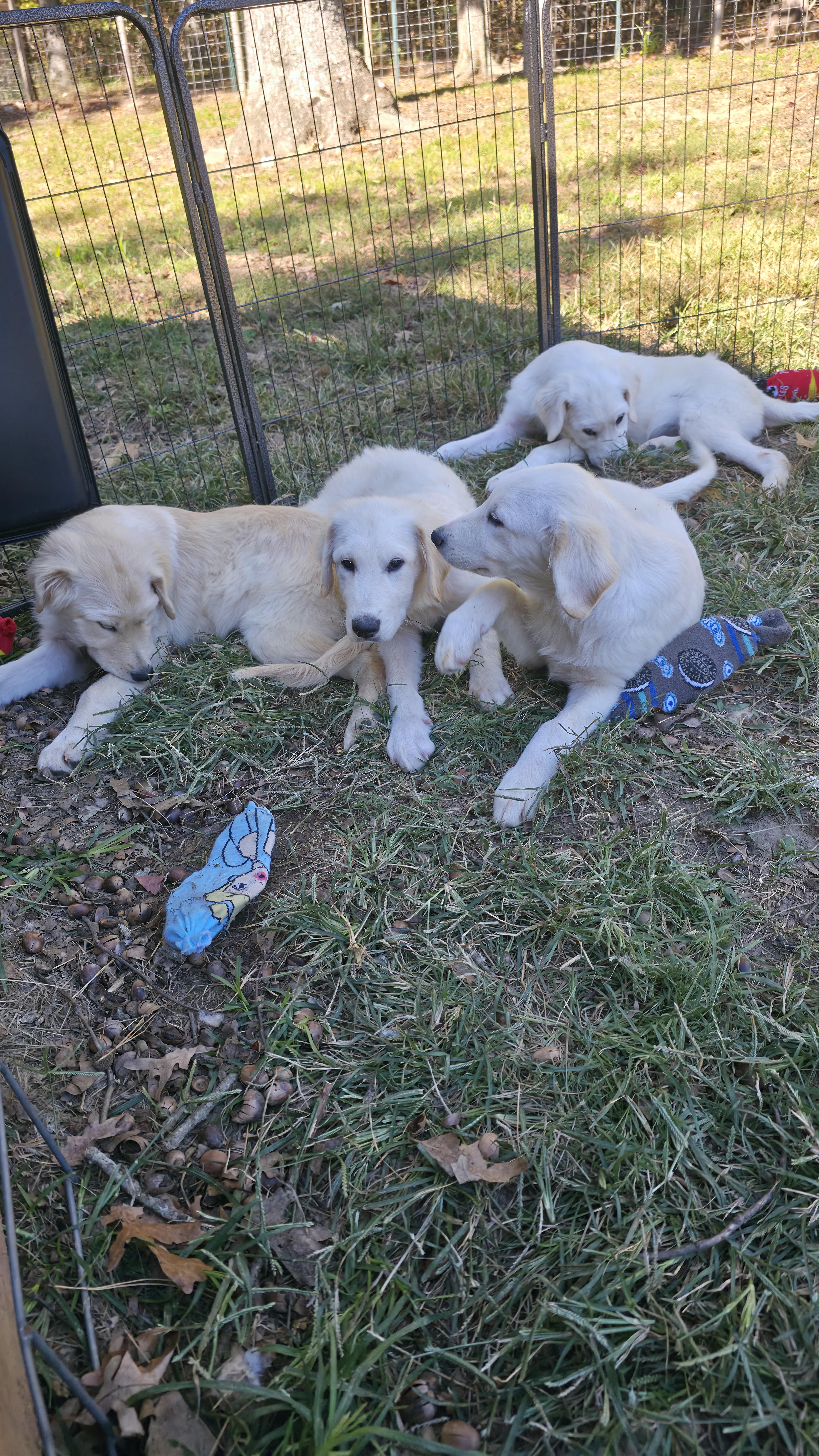 Puppies thumbnail 3