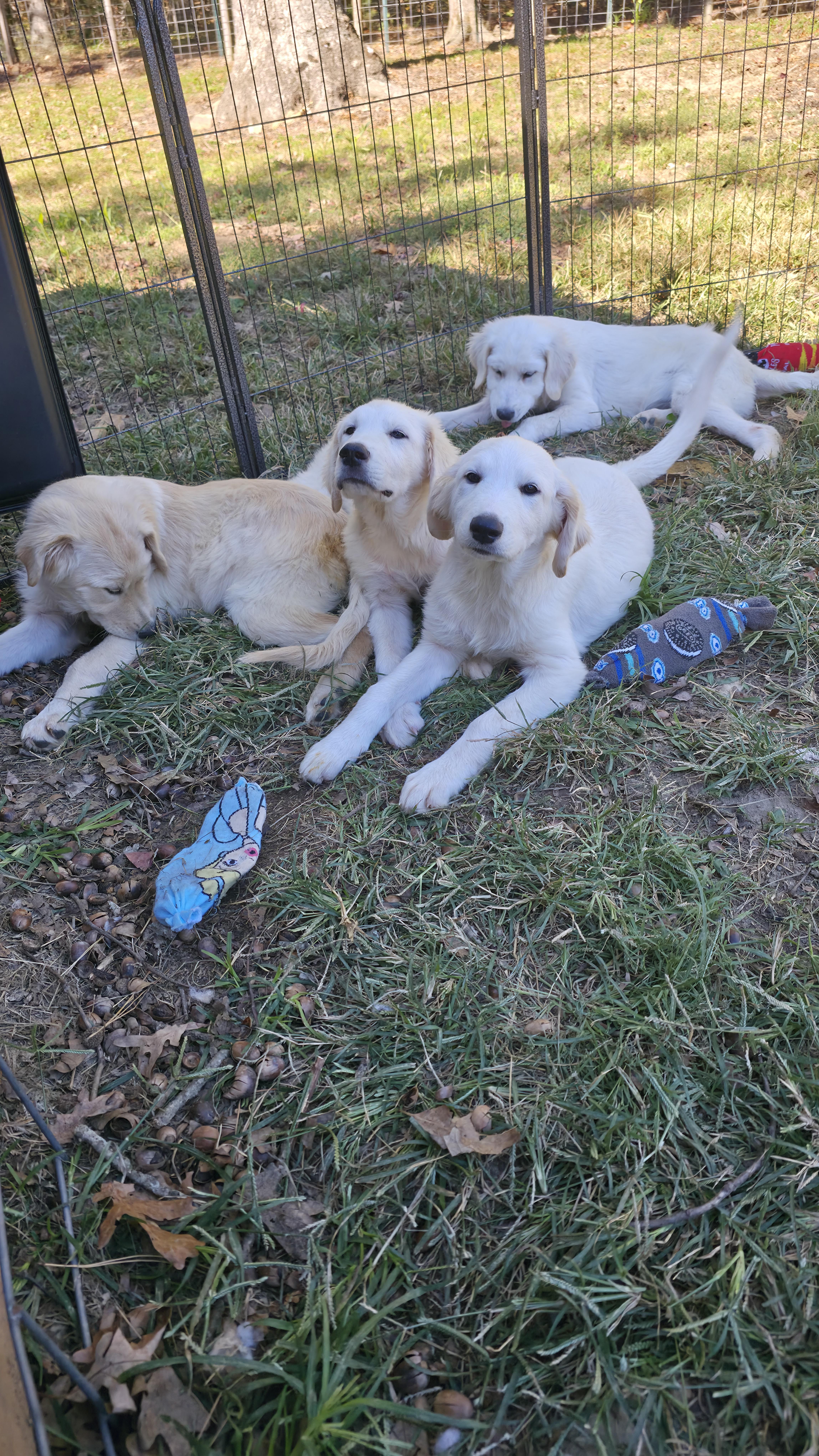 Puppies thumbnail 4