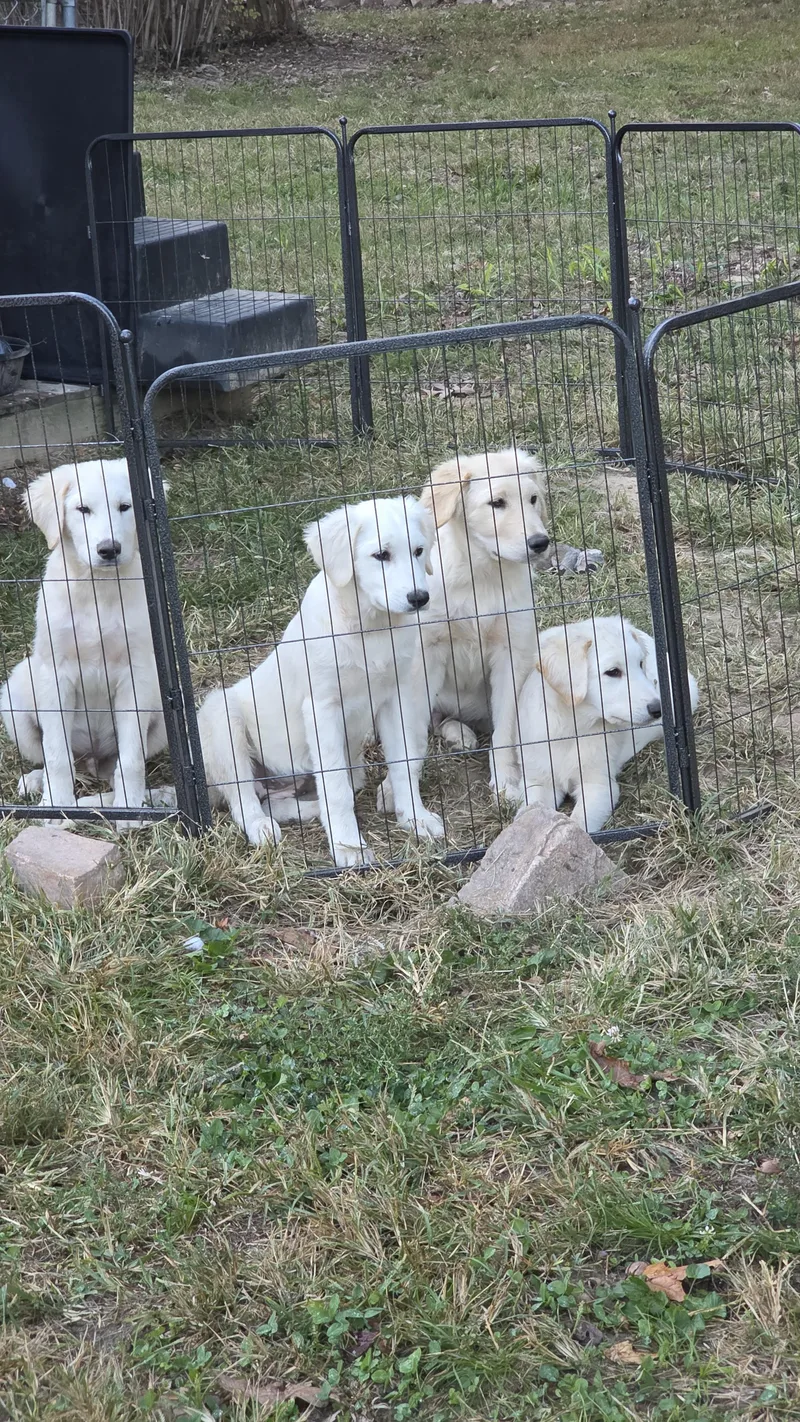 Puppies thumbnail 5