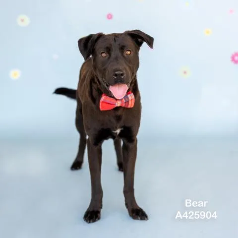 An adult large-sized male Labrador Retriever dog named Bear for adoption in Conroe, TX