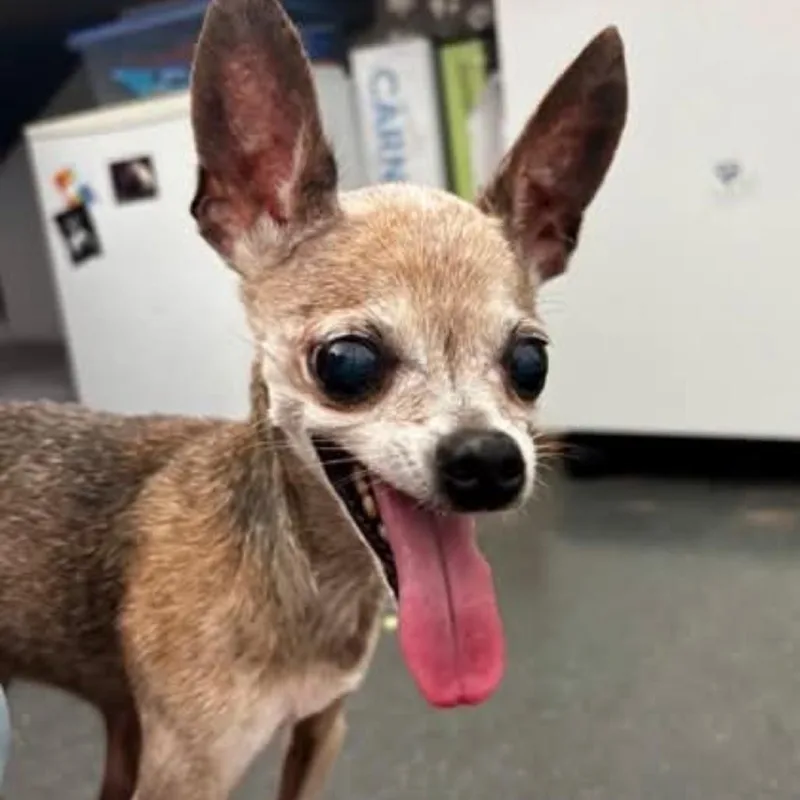 A senior small-sized female Chihuahua dog named Tecca for adoption in Gulfport, MS