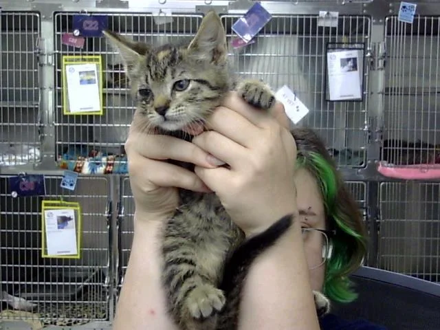 A baby small-sized female Domestic Short Hair cat named A for adoption in Pasadena, TX
