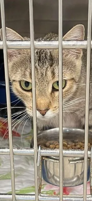 A baby medium-sized female Exotic Shorthair cat named Pajamas for adoption in Jackson, LA