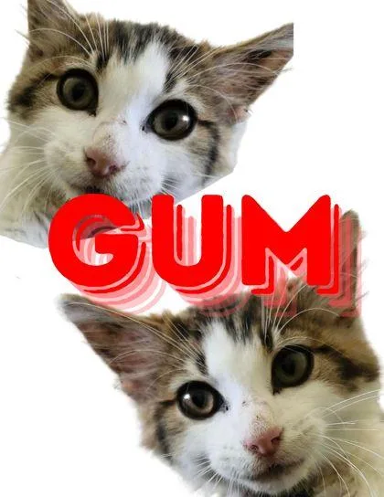 An adult medium-sized male Domestic Short Hair cat named Gum for adoption in Columbus, IN