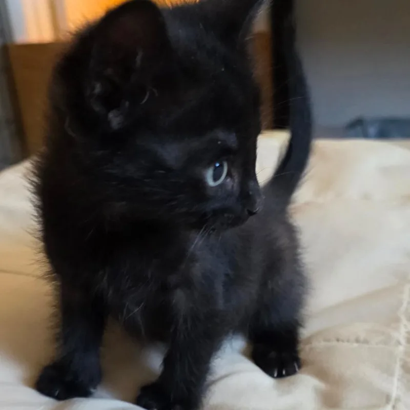 A baby small-sized male Black American Shorthair cat named Bane for adoption in Calimesa, CA