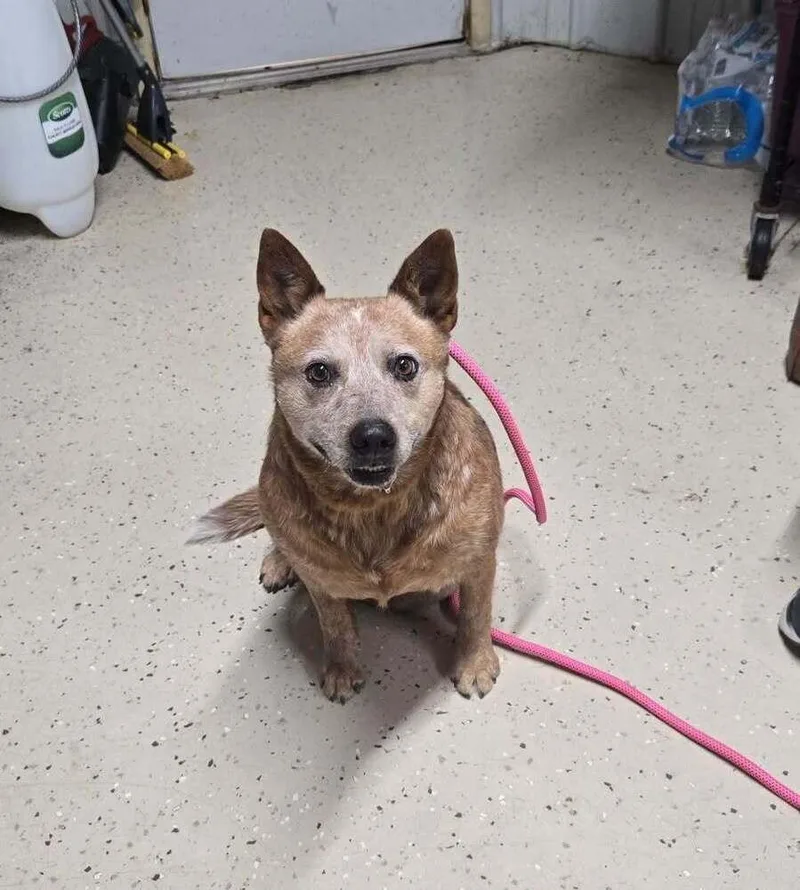 An adult medium-sized female Australian Cattle Dog / Blue Heeler dog named Ginger for adoption in Mansfield, OH
