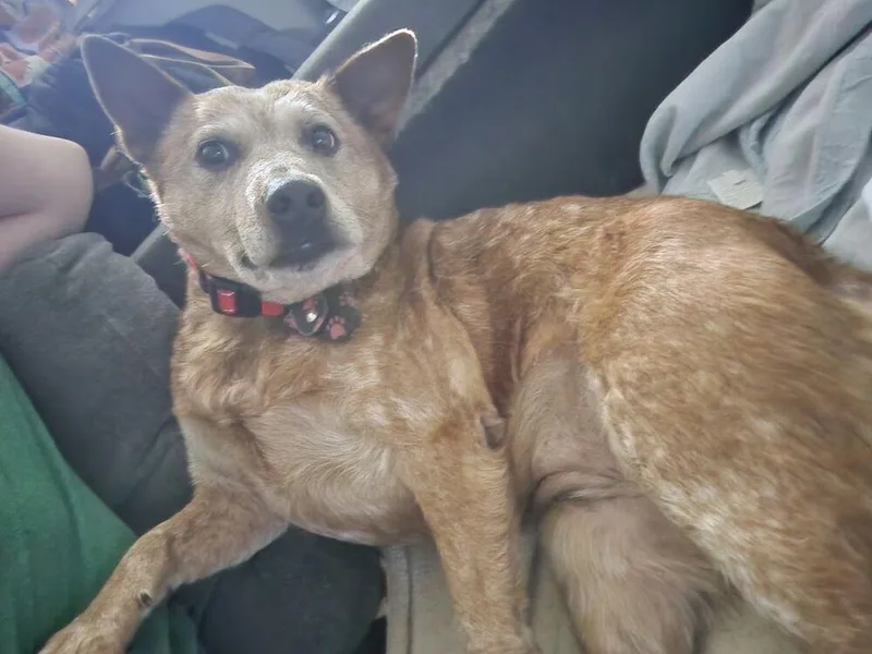 Ginger thumbnail 3