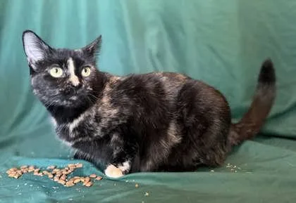 Sweet Pea thumbnail 2