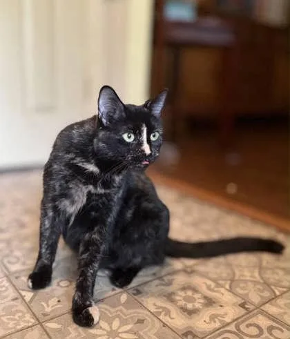 Sweet Pea thumbnail 3