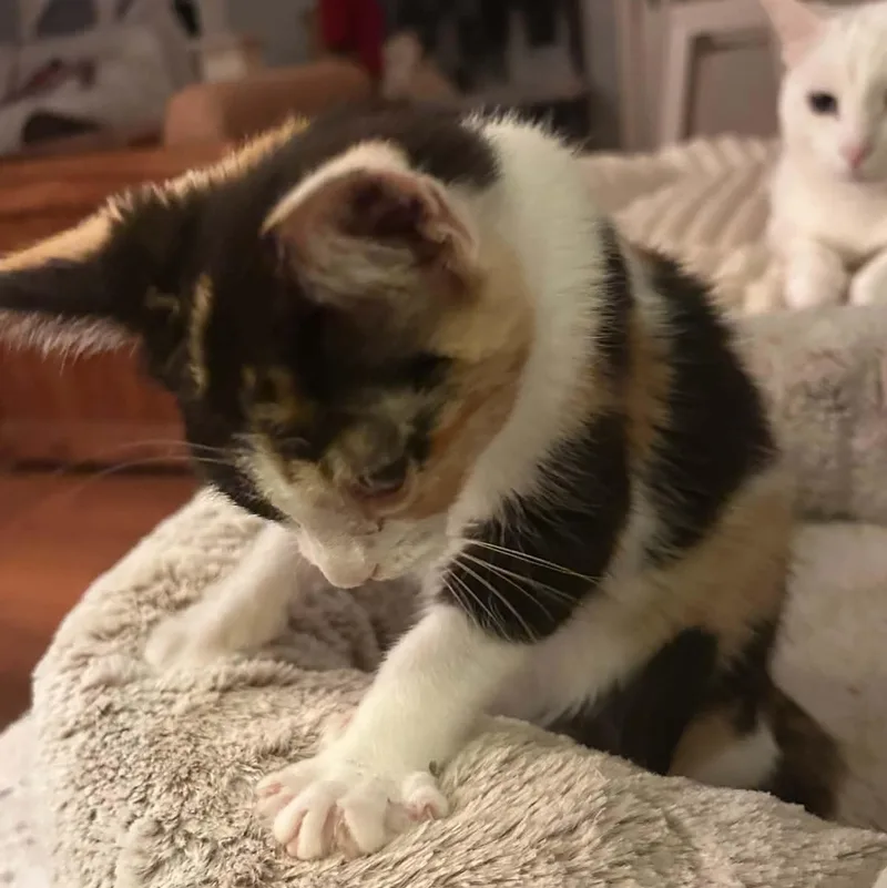 A baby medium-sized female Calico cat named Bailee for adoption in Fairborn, OH