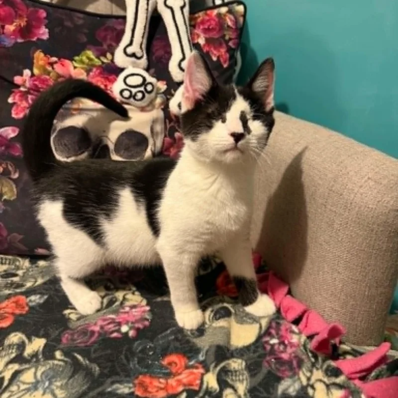 A baby small-sized male Black Domestic Short Hair cat named Hesari for adoption in Antioch, CA