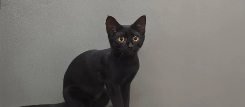 A baby small-sized male Domestic Short Hair cat named Harold for adoption in Los Angeles, CA