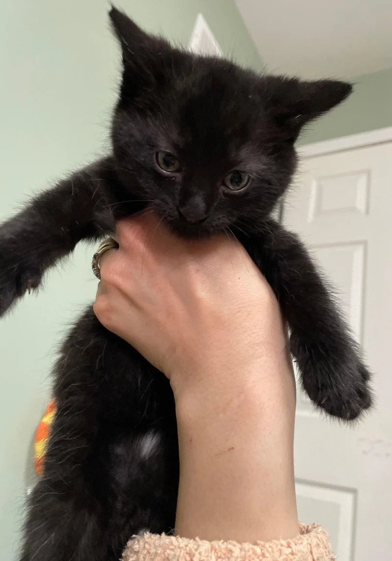 A baby medium-sized male Domestic Short Hair cat named Blackberry for adoption in Island Lake, IL