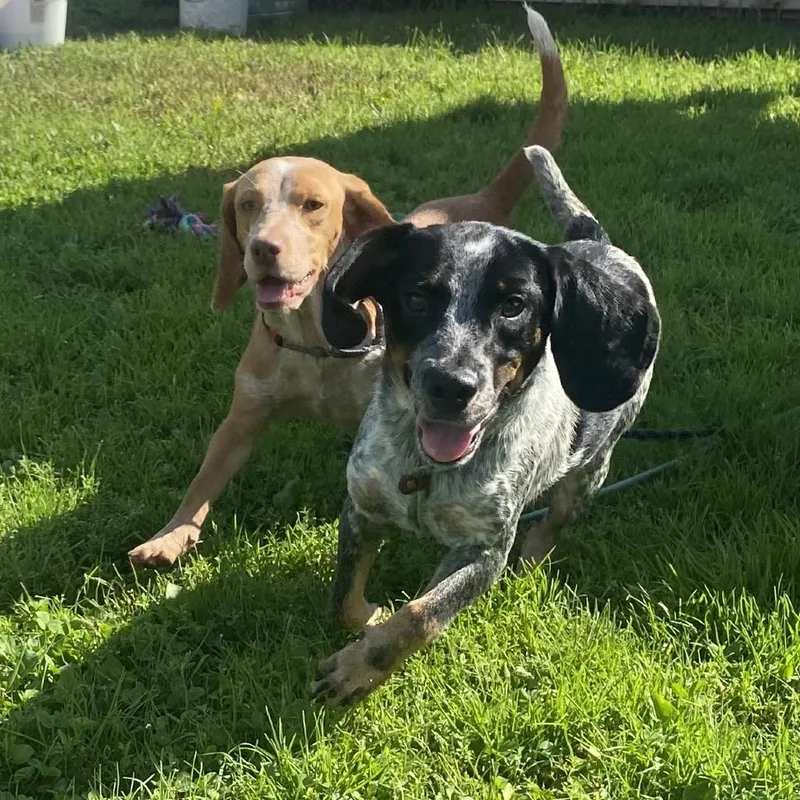 An adult medium-sized male Black Beagle dog named Tim & Faith for adoption in Quakertown, PA