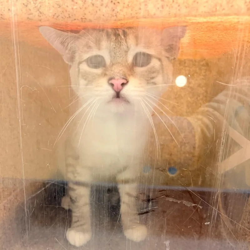 An adult medium-sized male White Domestic Short Hair cat named Marzipan for adoption in Philadelphia, PA