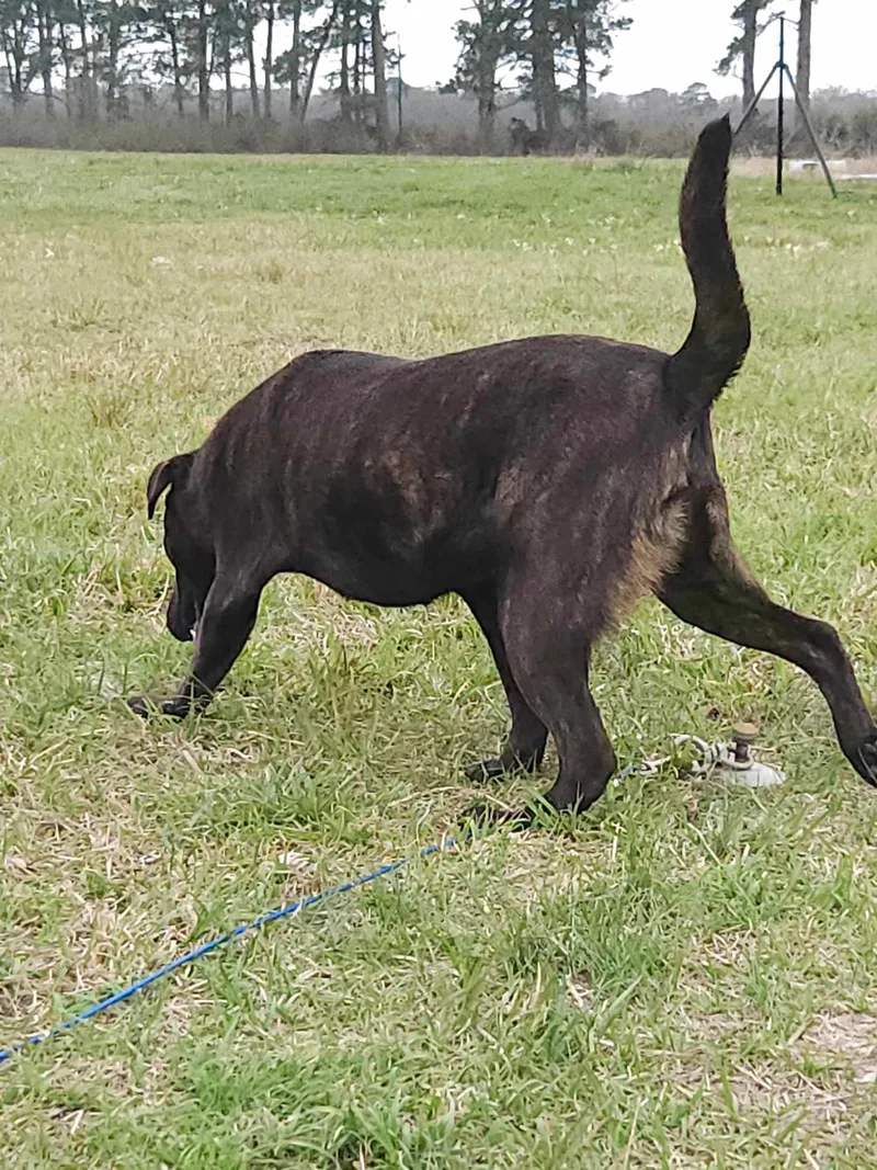 A young medium-sized male Brindle Mountain Cur dog named Mickey for adoption in Ville platte, LA