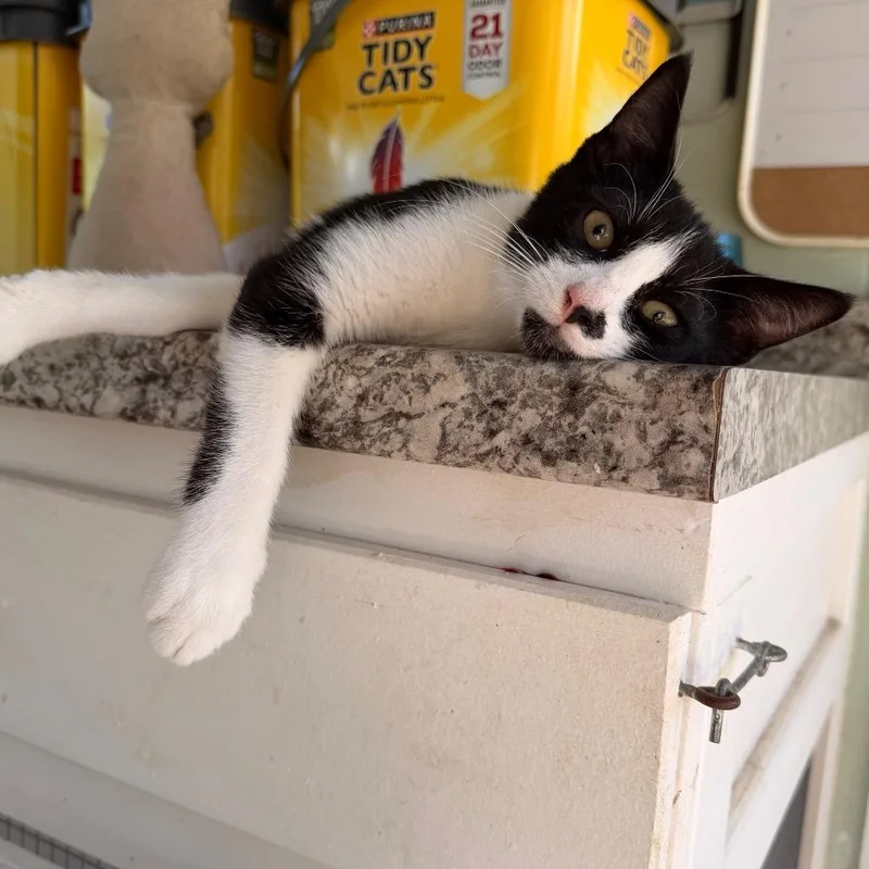 A baby small-sized male Black Domestic Short Hair cat named Smooch COHA for adoption in Volcano, HI