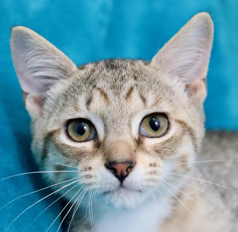 A baby medium-sized male Tabby (Buff / Tan / Fawn) Abyssinian cat named Chett for adoption in Saint Augustine, FL
