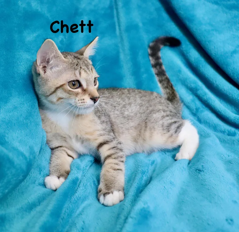 Chett thumbnail 3