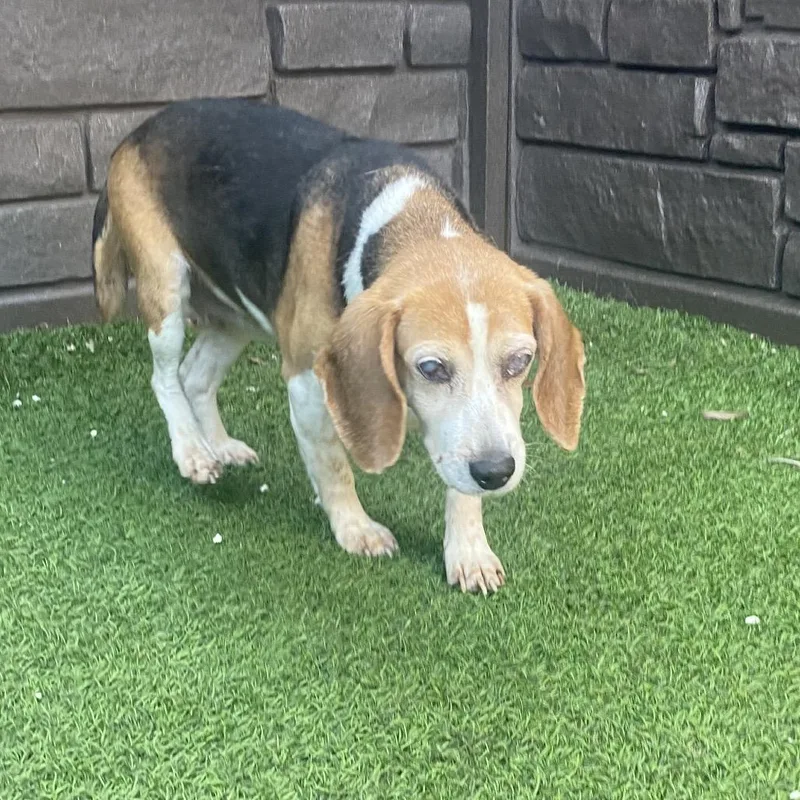 A senior small-sized female White / Cream Beagle dog named Madame for adoption in LOXAHATCHEE, FL