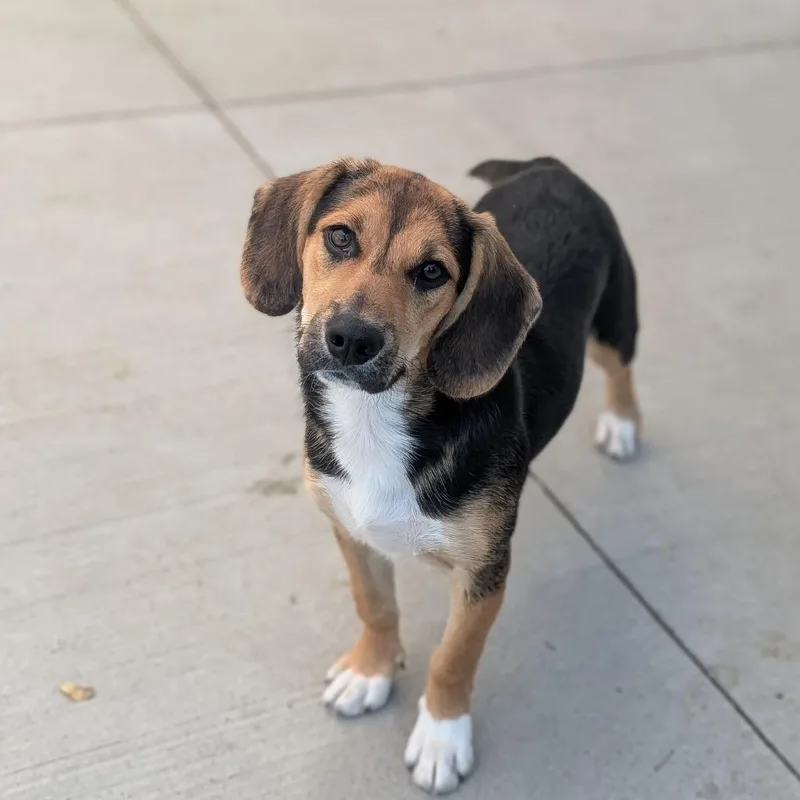 A young medium-sized female Tricolor (Brown, Black, & White) Beagle dog named Ruby Mae for adoption in Fenton, MI