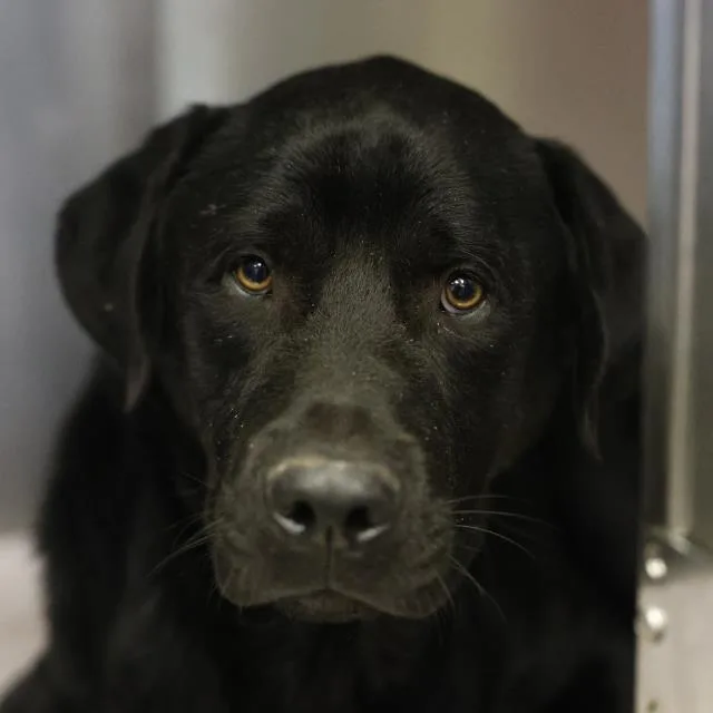 A young large-sized male Labrador Retriever dog named Duke for adoption in San Antonio, TX