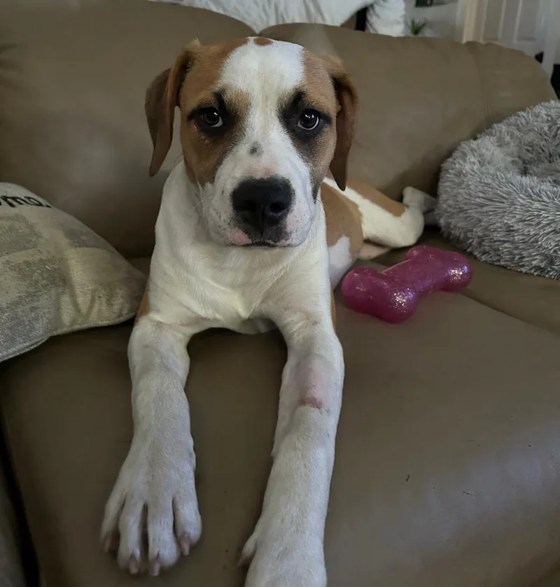 Doosie thumbnail 2
