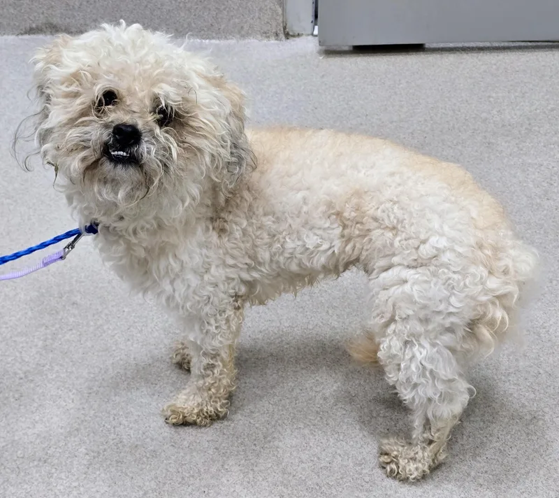 An adult medium-sized male White / Cream Standard Poodle dog named 26-468 for adoption in Amityville, NY