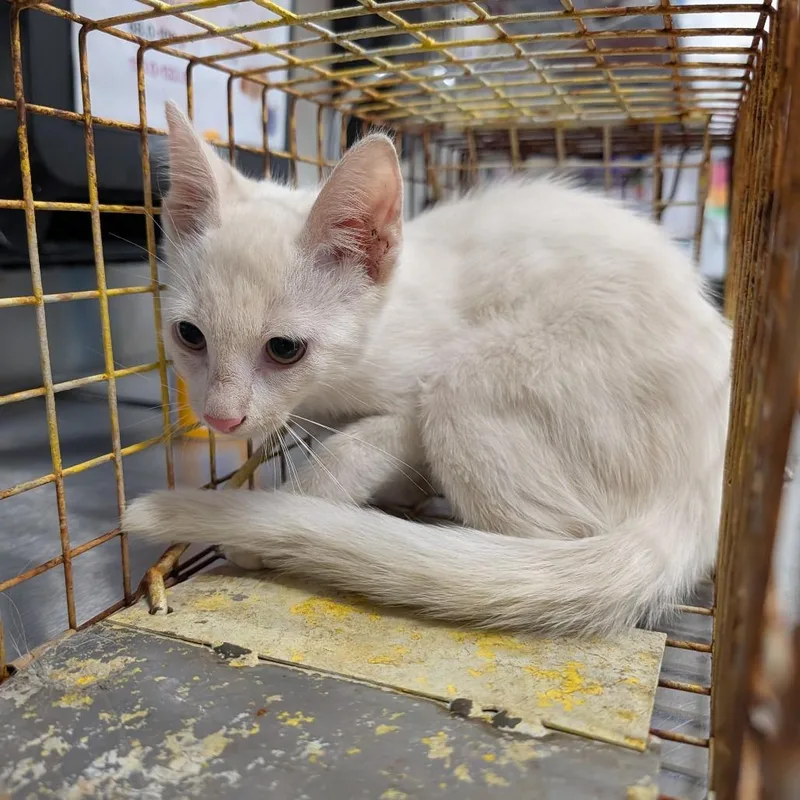 A baby small-sized female White Domestic Short Hair cat named Frog for adoption in League City, TX