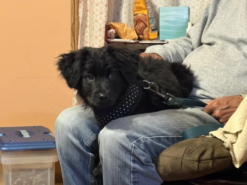 A baby medium-sized male Collie dog named Link for adoption in Aurora, IL