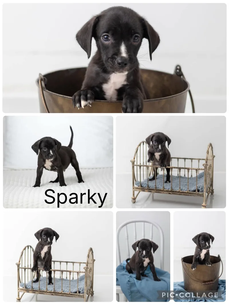 Sparky