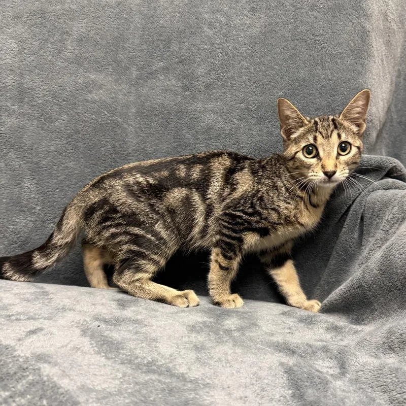 A baby medium-sized female Domestic Medium Hair cat named Ginger Ale for adoption in Brenham, TX