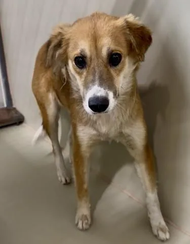A young medium-sized female White / Cream Shepherd dog named Rey  URGENT for adoption in Thousand Oaks, CA