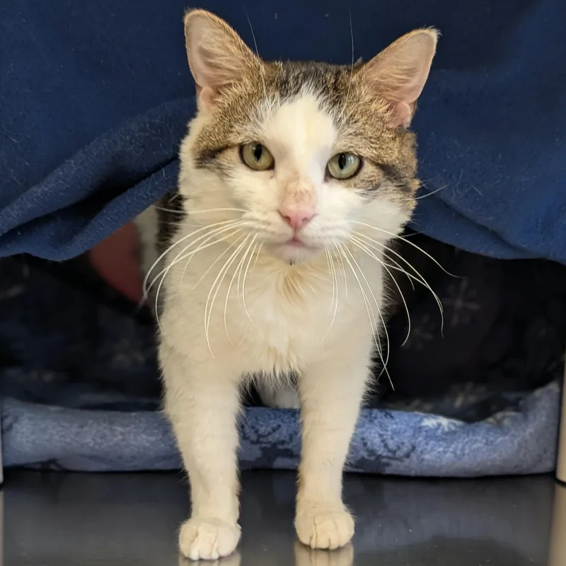 An adult medium-sized male Tabby (Brown / Chocolate) Domestic Short Hair cat named Space Cowboy for adoption in Jefferson, WI