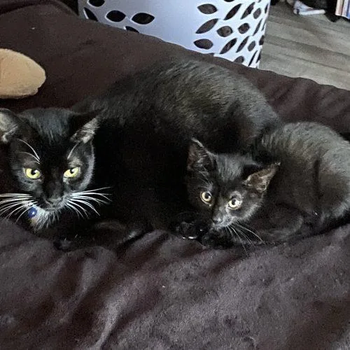 A young medium-sized female Domestic Short Hair cat named Celeste and Luna for adoption in Seven Valleys, PA