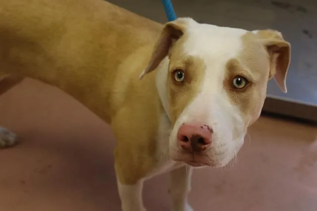 A young small-sized female Mixed Breed dog named Lulu for adoption in Columbia, SC