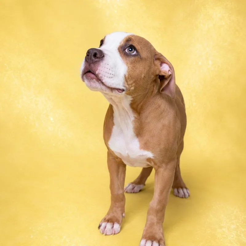 A baby medium-sized male Brown / Chocolate Mixed Breed dog named Rusty for adoption in Summerville, SC