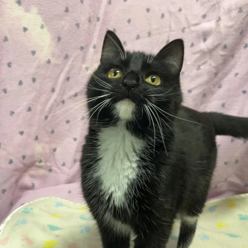 An adult medium-sized female Black American Shorthair cat named Bellatrix for adoption in Monroeville, AL