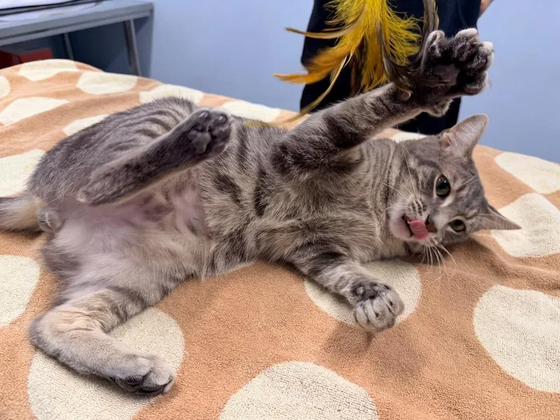 A young medium-sized male Domestic Short Hair cat named Aengus for adoption in Raleigh, NC
