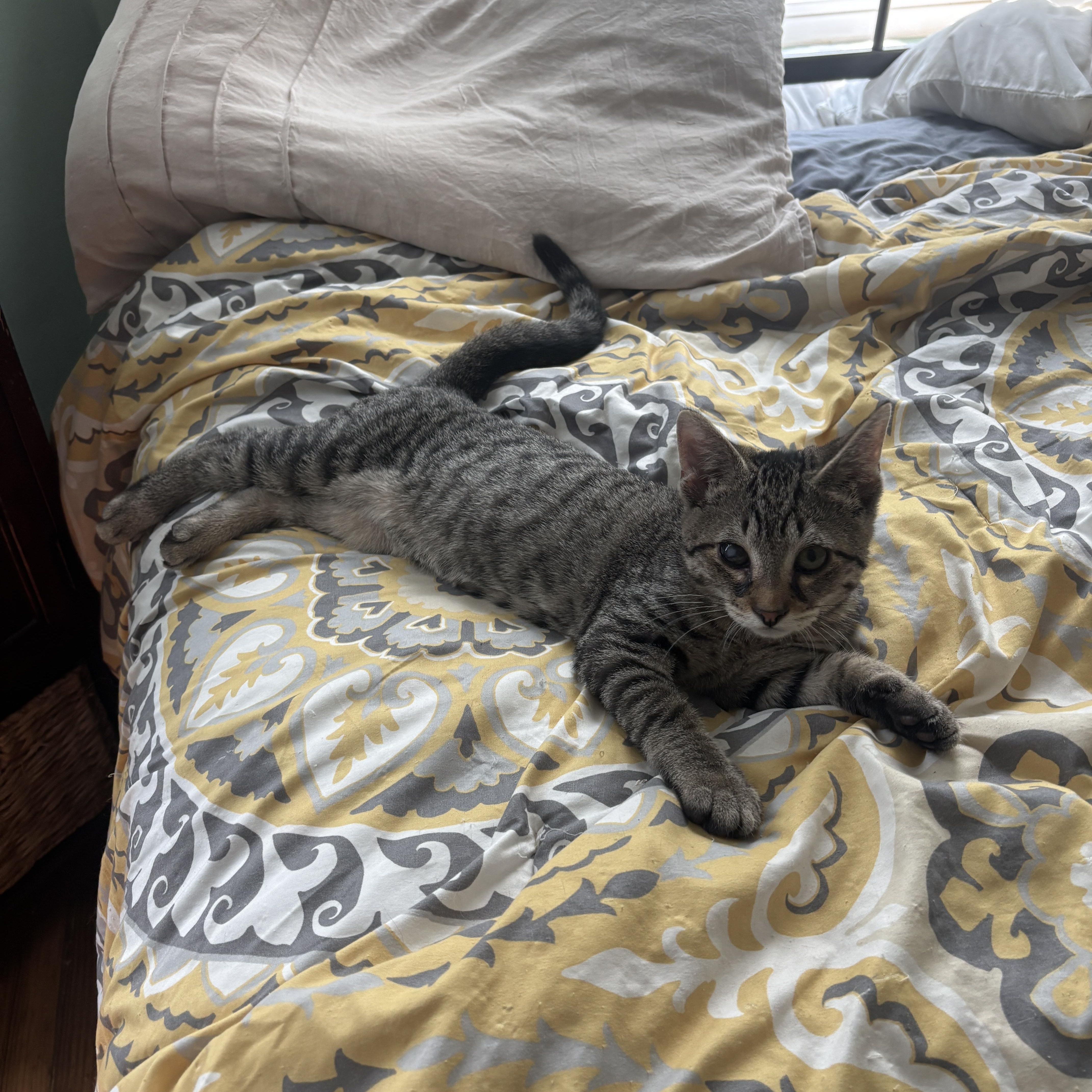 A baby small-sized male Tabby (Brown / Chocolate) Domestic Short Hair cat named Benny for adoption in Bellmawr, NJ